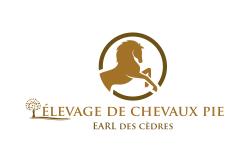 élevage de chevaux pie